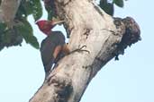 Male Red-necked Woodpecker, Borba, Amazonas, Brazil, August 2004 - click for larger image