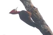 Female Red-necked Woodpecker, Borba, Amazonas, Brazil, August 2004 - click for larger image