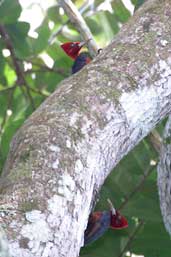 Male Red-necked Woodpecker, Guajará-Mirim, Rondônia, Brazil, March 2003 - click for larger image