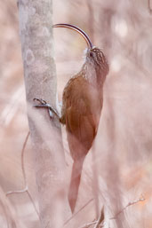 Red-billed Scythebill, Chapada Diamantina, Bahia, Brazil, October 2008 - click for larger image