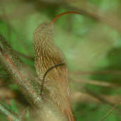 Red-billed Scythebill, Minas Gerais, Brazil, February 2002 - click for larger image