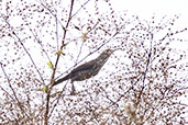 Thrush-like Wren, Cordillera Escalera, San Martin, Peru, October 2018 - click for larger image