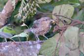 Thrush-like Wren, Vila Bela de Santíssima Trindade, Brazil, March 2003 - click for larger image