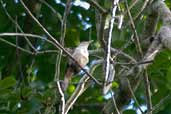 Thrush-like Wren, Linhares, Espírito Santo, Brazil, March 2004 - click for larger image