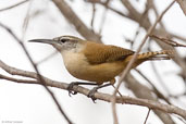 Long-billed Wren, Chapada Diamantina, Bahia, Brazil, October 2008 - click for larger image