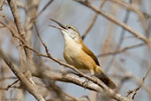 Long-billed Wren, Chapada Diamantina, Bahia, Brazil, October 2008 - click for larger image