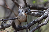 Superciliated Wren, Chaparri, Lambayeque, Peru, October 2018 - click for larger image