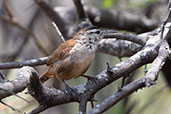 Superciliated Wren, Chaparri, Lambayeque, Peru, October 2018 - click for larger image