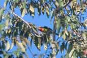 Gilded Barbet, São Gabriel da Cachoeira, Amazonas, Brazil, August 2004 - click on image for a larger view