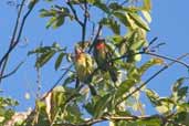 Gilded Barbet, São Gabriel da Cachoeira, Amazonas, Brazil, August 2004 - click on image for a larger view