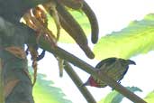 Gilded Barbet, São Gabriel da Cachoeira, Amazonas, Brazil, August 2004 - click on image for a larger view