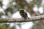 Gilded Barbet, Wildsumaco Lodge, Napo, Ecuador, November 2019 - click on image for a larger view