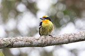 Gilded Barbet, Wildsumaco Lodge, Napo, Ecuador, November 2019 - click on image for a larger view