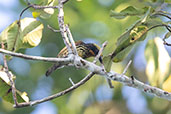 Gilded Barbet, Sani Lodge, Sucumbios, Ecuador, November 2019 - click on image for a larger view