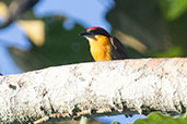 Scarlet-crowned Barbet, Sani Lodge, Sucumbios, Ecuador, November 2019 - click on image for a larger view