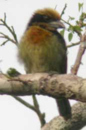 Brown-chested Barbet, Borba, Amazonas, Brazil, August 2004 - click for larger image