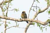 Brown-chested Barbet, Borba, Amazonas, Brazil, August 2004 - click for larger image