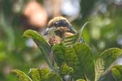 Brown-chested Barbet, Borba, Amazonas, Brazil, August 2004 - click for larger image