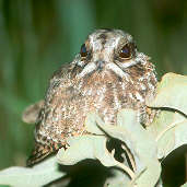 Female White-winged Nightjar, Emas, Goiás, Brazil, April 2001 - click for a larger image