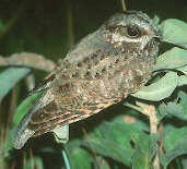 Female White-winged Nightjar, Emas, Goiás, Brazil, April 2001 - click for a larger image