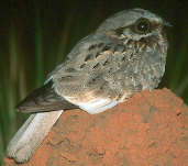 Male White-winged Nightjar, Emas, Goiás, Brazil, April 2001 - click for a larger image