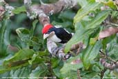 Male  Black-girdled Barbet, Cristalino, Mato Grosso, Brazil, December 2006 - click for a larger image