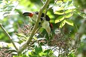 Male  Black-girdled Barbet, Cristalino, Mato Grosso, Brazil, March 2003 - click for a larger image