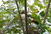 Female  Black-girdled Barbet, Cristalino, Mato Grosso, Brazil, March 2003 - click for a larger image