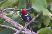 Male  Black-girdled Barbet, Cristalino, Mato Grosso, Brazil, March 2003 - click for a larger image