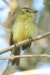 Yellow Tyrannulet, Aguas de São Pedro, São Paulo, Brazil, August 2004 - click for larger image