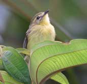 Yellow Tyrannulet, Boa Nova, Bahia, Brazil, July 2002 - click for larger image