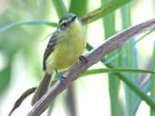 Yellow Tyrannulet, Carmo, Rio de Janeiro, Brazil, July 2002 - click for larger image