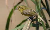 Yellow Tyrannulet, Carmo, Rio de Janeiro, Brazil, July 2002 - click for larger image