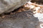 Pygmy Nightjar, Morada Nova, Ceará, Brazil, October 2008 - click for larger image