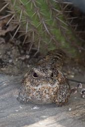 Pygmy Nightjar, Morada Nova, Ceará, Brazil, October 2008 - click for larger image