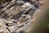 Pygmy Nightjar, Morada Nova, Ceará, Brazil, October 2008 - click for larger image