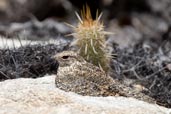 Pygmy Nightjar, Morada Nova, Ceará, Brazil, October 2008 - click for larger image