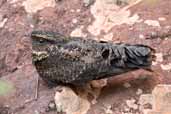 Blackish Nightjar, Carajás, Pará, Brazil, October 2005 - click for larger image