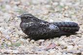 Blackish Nightjar, Cristalino, Mato Grosso, Brazil, December 2006 - click for larger image