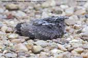 Fledgling Blackish Nightjar, Cristalino, Mato Grosso, Brazil, December 2006 - click for larger image