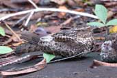 Blackish Nightjar, Rio Cristalino, Mato Grosso, Brazil, April 2003 - click for larger image