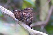 Blackish Nightjar, Thaimaçu, Pará, Brazil, April 2003 - click for larger image