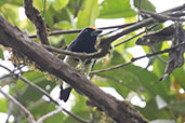 Orange-fronted Barbet, Amagusa Reserve, Pichincha, Ecuador, November 2019 - click on image for a larger view