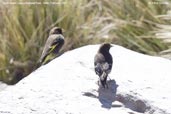 Black Siskin, Lauca National Park, Chile, February 2007 - click for larger image