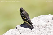 Black Siskin, Lauca National Park, Chile, February 2007 - click for larger image