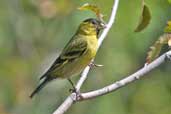 Male Black-chinned Siskin, La Campana NP, Chile, November 2005 - click for larger image