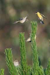 Black-chinned Siskin, Los Angeles, Chile, November 2005 - click for larger image