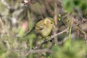 Yellow morph Female Black-chinned Siskin, Los Angeles, Chile, November 2005 - click for larger image