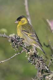 Male Black-chinned Siskin, Los Angeles, Chile, November 2005 - click for larger image