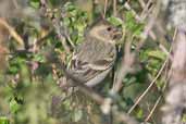 Grey morph Female Black-chinned Siskin, Los Angeles, Chile, November 2005 - click for larger image